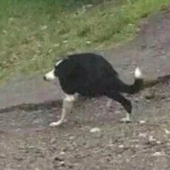 Meet your Posher, Zachary - Picture 1 of 1